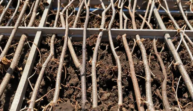 农产品销售实际环节：如何应对市场波动与渠道优化